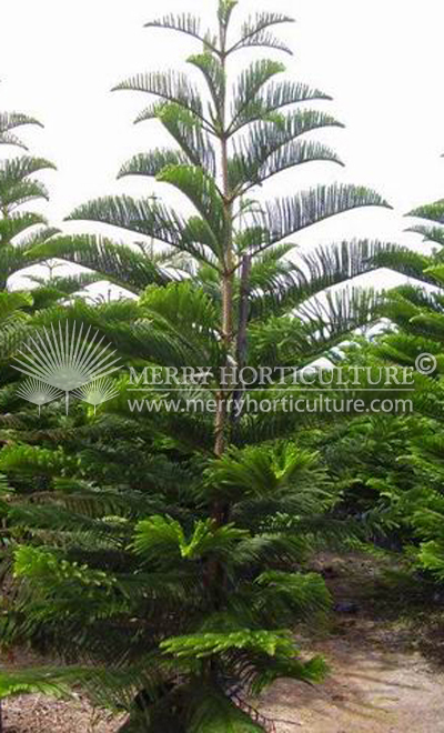 Araucaria excelsa 1